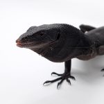 varanus beccarii
varan noir arboricole - 
male adulte