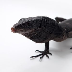 varanus beccarii
varan noir arboricole -
male adulte