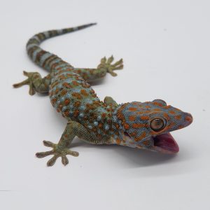 gecko tokay
femelle nc 2023