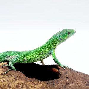 gastropholis prasina
Lézard vert arboricole
femelle sub adulte