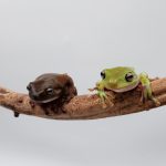 rainettes de white
Dryopsophus caeruleus
moyenne