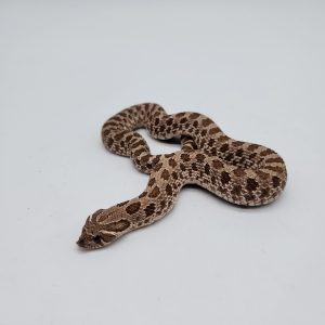 Heterodon nasicus
66%het snow
male -