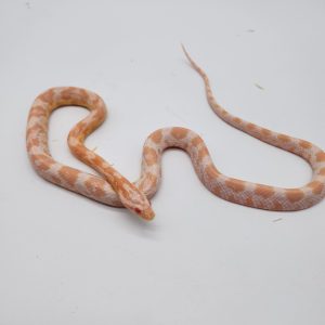 pantherophis guttatus snow MALE -