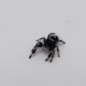 phidipus regius
"white bahamas"
male
