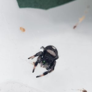 phidipus regius
"white bahamas"
male -