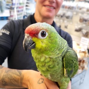 amazone à lores rouges
amazona autumnalis
male