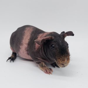 Cochon d'inde sans poils 
(cobaye skinny)
mâle -