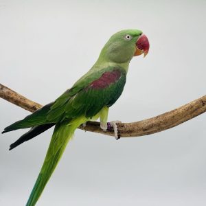 perruche grand Alexandre
femelle adulte
élevé main