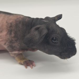 Cochon d'inde sans poils
(cobaye skinny)
mâle -