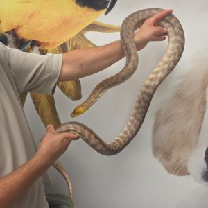 aspidites ramsayi
python woma ( tête jaune )
male adultes