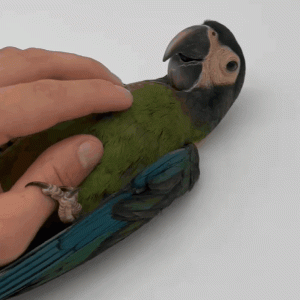 Ara auricollis Ara à collier jaune jeune perroquet élevé main