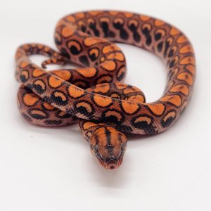 boa arc en ciel 
epicrates cenchria cenchria
male