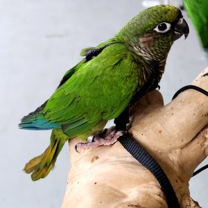 harnais
taille S
perroquet/ perruche