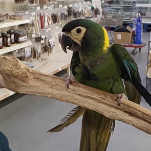 harnais
taille m
perroquet/ perruche -
( amazon/ gris du gabon / rosalbin)