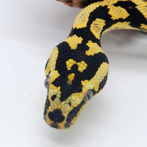 morelia spilota cheynei
femelle 50/50
python tapis des jungles