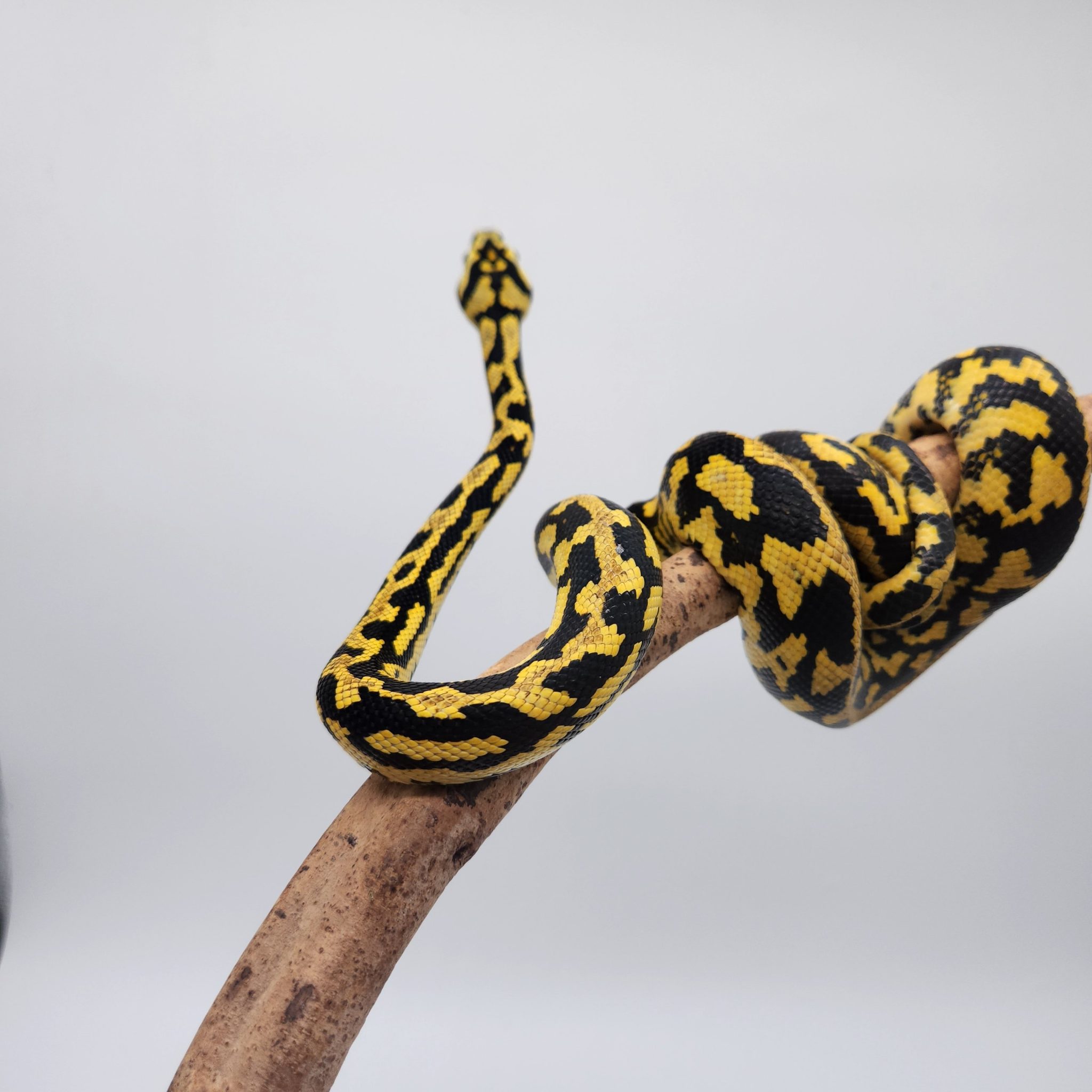 morelia spilota cheynei femelle 50/50 python tapis des jungles ...