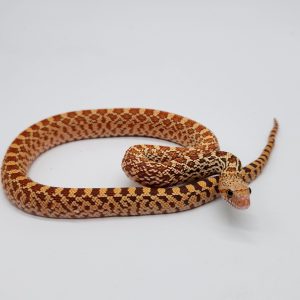 pituophis catenifer affinis
serpent taureau
bullsnake
hypomelanistique male
