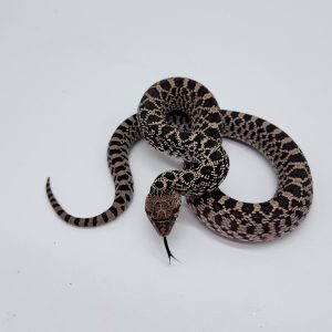 pituophis catenifer affinis
serpent taureau
bullsnake axanthic
femelle