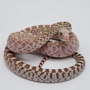 pituophis catenifer affinis
serpent taureau
bullsnake ghost
male