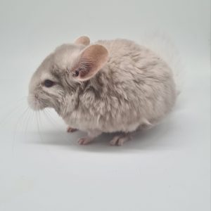 chinchilla femelle
beige claire
Chinchilla lanigera