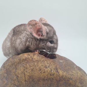chinchilla beige foncé mâle
