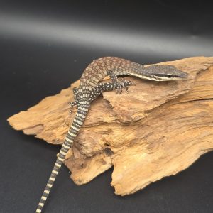 varanus glauerti
varan des roches de kimberley -
juvéniles femelle présumé