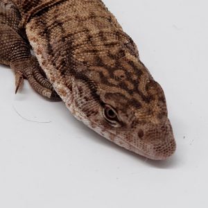 varanus gilleni
varan de gilleni
male adulte