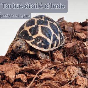 tortue étoilé d'Inde
geochelone elegans
juvéniles