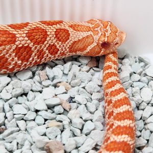 heterodon nasicus
super red albinos
femelle