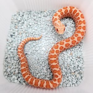 heterodon nasicus
super red albinos
male