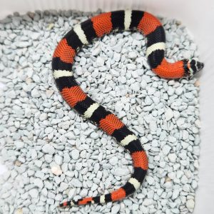 Lystrophis pulcher
xenodon pulcher
heterodon tricolor
femelle