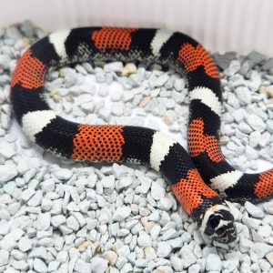 Lystrophis pulcher
xenodon pulcher
heterodon tricolor
male -