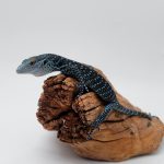 varan de Mac rae
varanus macraei
femelle présumé