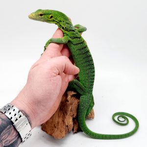 varanus prasinus
varan émeraude
male