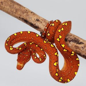 morelia viridis biak
Azurea Azurea
femelle 02