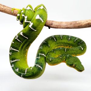 corallus caninus
boa canin
femelle 3 ans