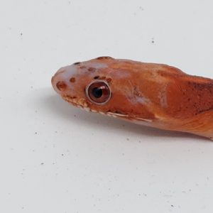 pantherophis guttatus
serpent des blés scaleless old blood male