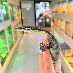 varanus glauerti
varan des roches de kimberley -
juvénile male