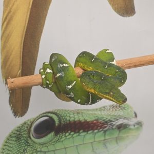 corallus caninus
boa canin
femelle 4 ans