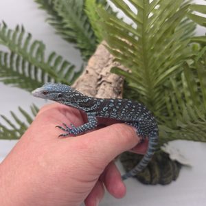 varan de Mac rae
varanus macraei
femelle présumé
(Léger défaut de queue)
