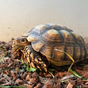 centrochelys sulcata
tortue sillonné
femelle 880gr
