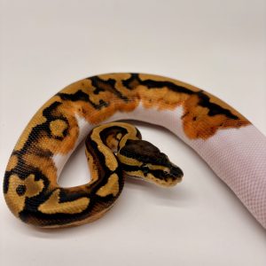 Piebald pastel femelle
