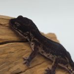 gecko leopard 
black night  femelle
full black