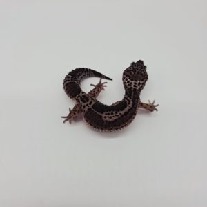 gecko leopard
black night  femelle
high contrast