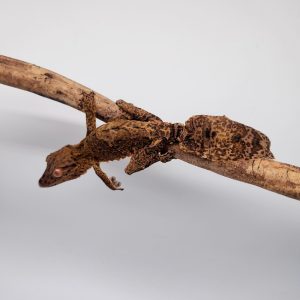 uroplatus henkeli
gecko à queue de feuille
male