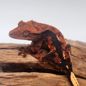 correlophus Ciliatus
dark arlequin partial pinstripe
sexe femelle