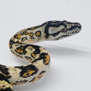 carpondro
male het albinos