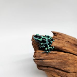 dendrobate auratus
morph verte
(dendrobate doré)