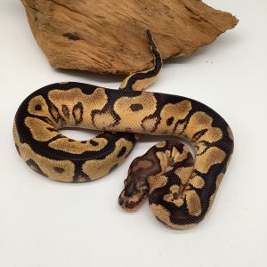 python regius /python royal
yellow belly clown femelle