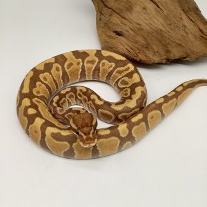 python regius /python royal
Hurricane enchi ultramel mâle